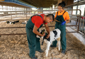 Dairy scientists monitor a calf