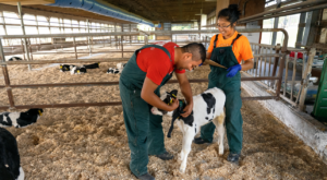 Dairy scientists monitor a calf