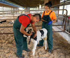 Dairy scientists monitor a calf