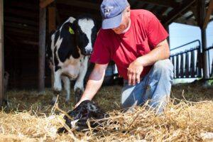 Upstate Niagara- dairy farmer with newborn calf