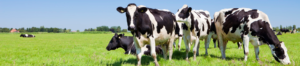 Herd of cows graze on a sunny day in a green field