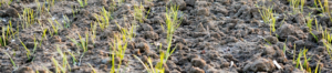 Crops beginning to show through soil