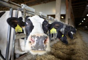 New York dairy cow putting nose towards camera