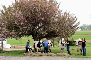 Farmers and cows under a flowering tree