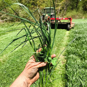 Farmer holding a crop with a tractor in the background