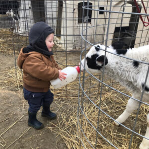 Little boy feeding a baby cow from a bottle