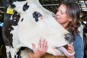 Female dairy farmer holds large cows head in her arms
