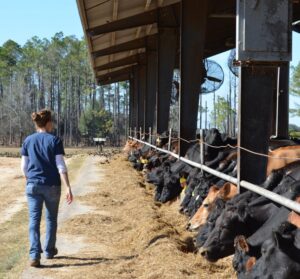 Florida dairy farmer checking cows