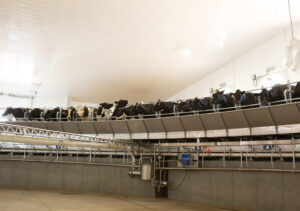 rotary milking parlor with cows
