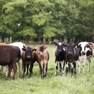 Herd of calves stand together on a green field