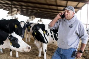 Dairy farmer on cell phone