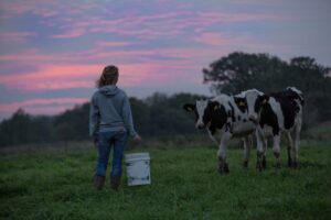 Girl holding bucket to feed cow