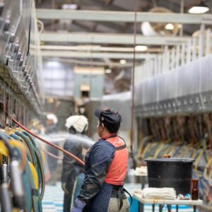 Man cleaning machines for dairy
