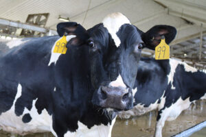 Holstein cow with ear tags