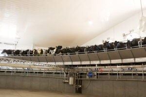 rotary milking parlor with cows