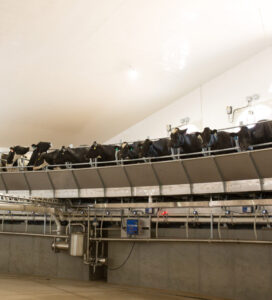 rotary milking parlor with cows