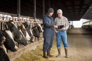 Farmers looking at tablet in cow barn