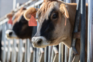Cow sticking its head through posts