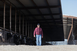 Mature farmer in flannel walking away from cows