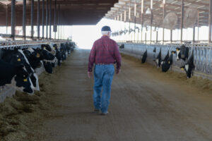 Mature farmer checks on cows