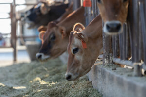 Cows feeding