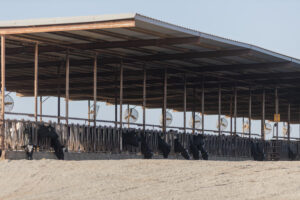 Cow pen with fans, arid climate