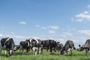 Herd of cows standing in field on a lovely day