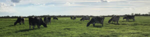 Herd of cows graze in a grassy field
