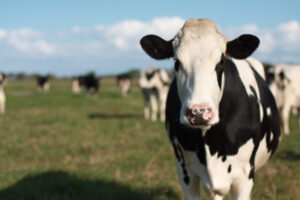Close up of a cow in a field