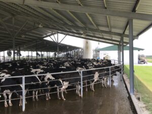 Herd of cows at a dairy farm