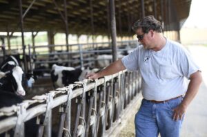 Cow farmer in sunglasses looks at his cows
