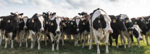Herd of cows standing in a line