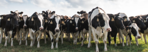 Herd of dairy cows stand in a line