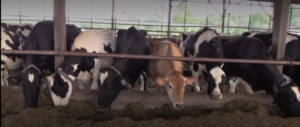 Cows eating in a barn