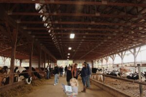 Families talking in a dairy barn