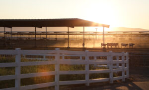 Herd of cows during sunrise