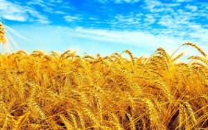 Wheat crop field