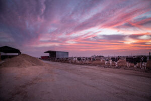 Dairy cows during sunset