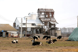 Ukraine dairy farm during wartime