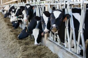 Dairy cows eating hay