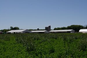 Dairy farm during the day